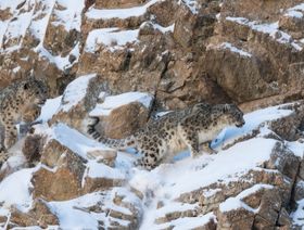 منغوليا.. نمور الثلوج البرية والغزلان في خطر لهذا السبب