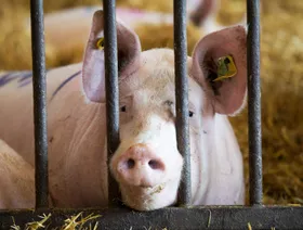 إسبانيا تسجل أول إصابة بإنفلونزا الخنازير الإفريقية