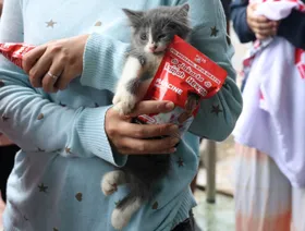 دراسة: طعام القطط النيء له مخاطر على الحيوانات الأليفة ومربيها