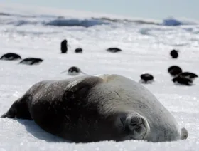 خبراء أستراليون: إنفلونزا الطيور ربما تسببت في نفوق مئات من صغار الفقمة