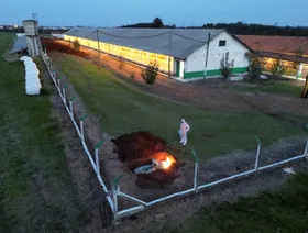 بعد انتشارها في البرازيل.. منظمة دولية تدعو لتطعيم واسع النطاق لدرء خطر إنفلونزا الطيور