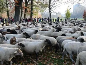 مشهد فريد في ألمانيا.. قطيع خراف ضخم يجوب شوارع نورنبرج