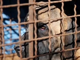 برلمان كوريا الجنوبية يقر قانوناً لحظر تجارة وأكل لحوم الكلاب