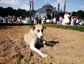 الكلاب الضالة في تركيا.. ذعر من الهجمات وخلاف حول الحلول