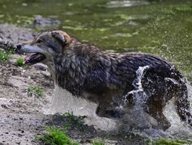 علماء يتتبعون أطول رحلة لذئب عبر أوروبا