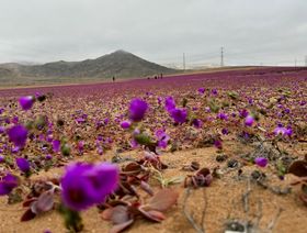 الأمطار الغزيرة تزيد نسبة الغطاء النباتي في الصحراء الكبرى