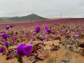 الأمطار الغزيرة تزيد نسبة الغطاء النباتي في الصحراء الكبرى