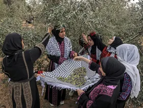 زيتون فلسطين "رمز الصمود" في بينالي البندقية 2024