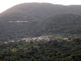 أشجار الغابة الأطلسية في البرازيل "تهاجر".. دراسة تكشف السبب