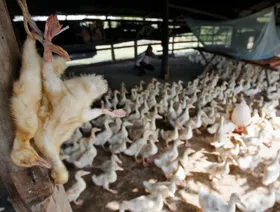 إسرائيل تعلن تفشي سلالة H5N1 شديدة العدوى من إنفلونزا الطيور