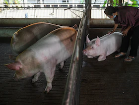 اكتشاف إصابة بحمى الخنازير الإفريقية في مزرعة بكوريا الجنوبية