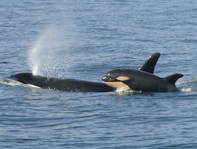 فرنسا.. علماء يستخدمون أصوات الحيتان لإرشاد "أوركا" قاتل إلى المحيط