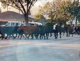 مطاردة قطيع أبقار فرّ من مسلخ في كاليفورنيا