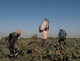 مع استمرار القتال.. تقلص مساحات الزراعة ينذر بمجاعة في السودان