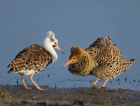 دراسة: جين "خارق" ينظم سلوكيات التزاوج عند بعض الطيور