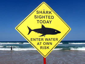 أسماك القرش غير قادرة على التمييز بين البشر والطرائد الحيوانية