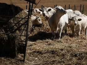 دراسة: تطوير علف الماشية قد يوفر الغذاء لمليار شخص