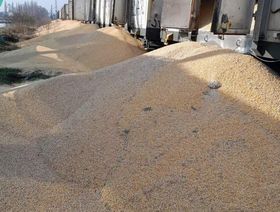 إتلاف 160 طناً من الحبوب الأوكرانية على خط سكك حديد في بولندا