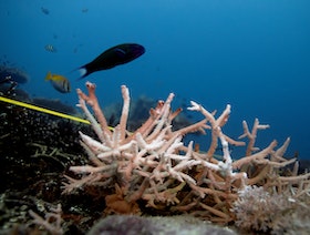 باستخدام الذكاء الصناعي.. علماء يتمكنون من سماع "أصوات" الشعاب المرجانية