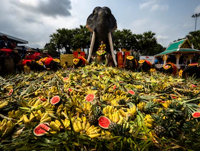 احتفالاً بيومها السنوي.. مأدبة فواكه للأفيال في تايلاند