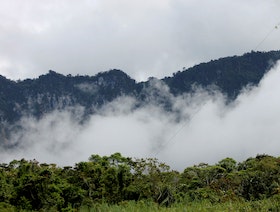 بابوا غينيا الجديدة.. تجريف الغابات يضع حيوانات تحت خطر الانقراض