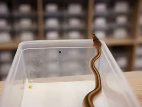 باحثون: لقاحات الحمض النووي الريبوزي المرسال قد تعالج لدغات الثعابين