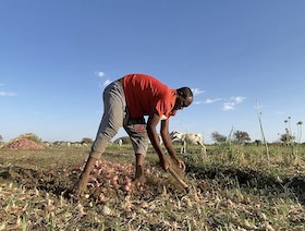 السودان على باب المجاعة.. النزاع يشل الزراعة ويدمر إنتاج الدواجن