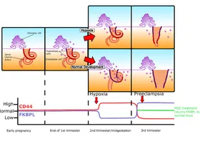 اكتشاف "مؤشرات حيوية" تساعد في علاج اضطراب الحمل المدمر