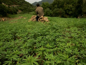 الحكومة المغربية تقر مشروع قانون لقوننة زراعة القنب الهندي