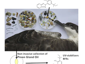 دراسة تحذر من مخاطر البلاستيك على الطيور والكائنات البحرية