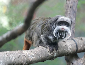 أميركا.. توقيف مشتبه بسرقة قردين من حديقة حيوانات