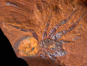 اكتشاف "حفريات محفوظة" في أستراليا تعود إلى 16 مليون عام