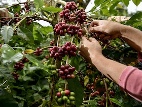 بمذاق عربي.. نوع نادر من أشجار القهوة يقاوم تغيرات المناخ