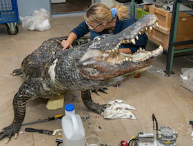 6 أشهر لتحنيطه.. عرض تمساح ناجٍ من قصف برلين في متحف روسي