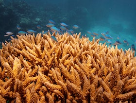 اليونسكو: تدهور الحاجز المرجاني في أستراليا لا يزال مستمراً 