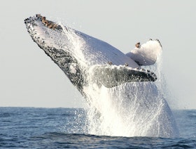 دراسة جديدة تحدد سرّ ضخامة الحيتان