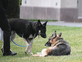 إخضاع "كلب بايدن" للتدريب خارج البيت الأبيض بعد حادثي "العض"