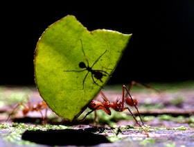 دراسة تكشف عدد النمل على كوكب الأرض