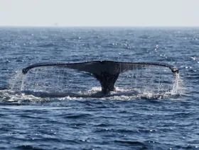 دراسة: ارتفاع حموضة المحيطات يهدد الأمن الغذائي للدول الساحلية