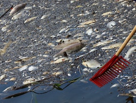 باحثون: طحالب سامة نادرة وراء نفوق الأسماك في نهر أودر