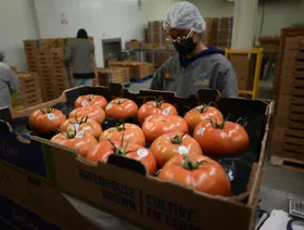 ترمب يخفض الرسوم على لحوم الأبقار والبن والطماطم والموز لضبط الأسعار