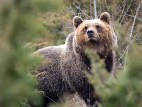 دراسة تجيب.. لماذا أصبحت الدببة الإيطالية أقل عدوانية وأصغر حجماً؟