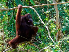 إندونيسيا.. إنسان الغاب في خطر بعد تدمير موئله جراء الفيضانات