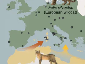 دراسة جينية تكشف تاريخ استئناس القطط قبل 2200 سنة