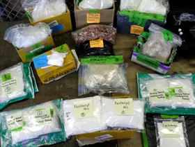 بعد قرار ترمب بتصنيفه "سلاح دمار شامل".. ما هو الفنتانيل؟