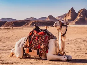 السعودية.. الذكاء الاصطناعي يساهم في رعاية وتربية الإبل