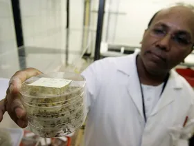 باحثون يتوصلون لفهم تأثير الجينات التي تزيد خطر الإصابة بألزهايمر باستخدام ذبابة الفاكهة