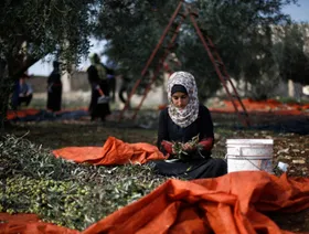 تراجع إنتاج زيت الزيتون في الأردن يرفع الأسعار وسط تحديات مناخية