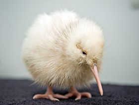 افتتاح أول مستشفى لطيور الكيوي في نيوزيلندا