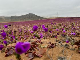 في أكثر الصحارى جفافاً على الأرض.. إزهار شتوي "نادر" بتشيلي